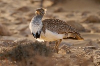 Drop hrivnaty - Chlamydotis undulata - Houbara Bustard o1798